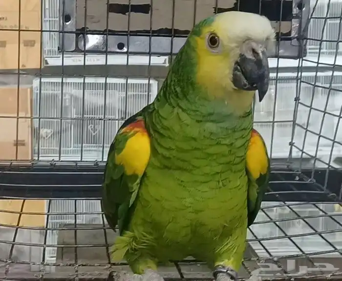 جوز امزوني بلوفرنتد الدرجه الثالثه 3