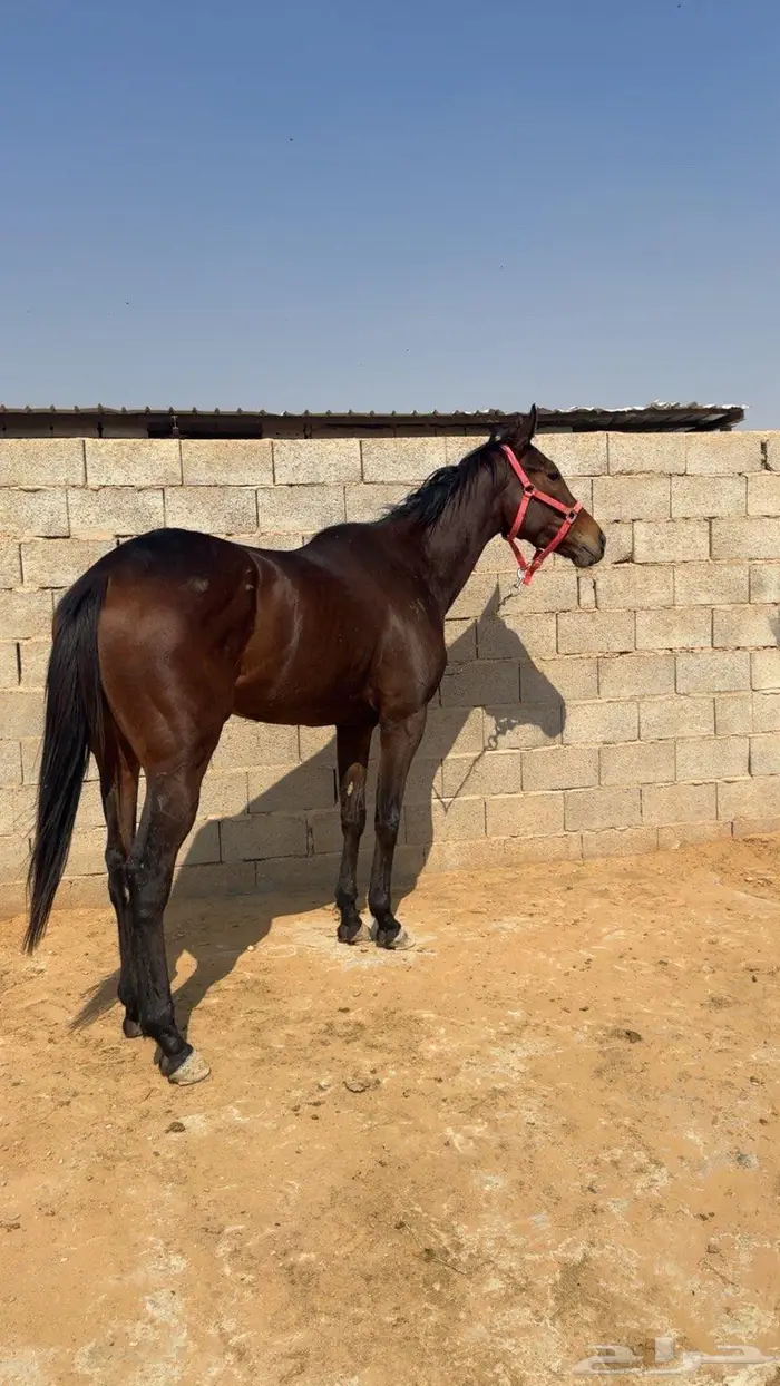 فرس انتاج بجواز 1