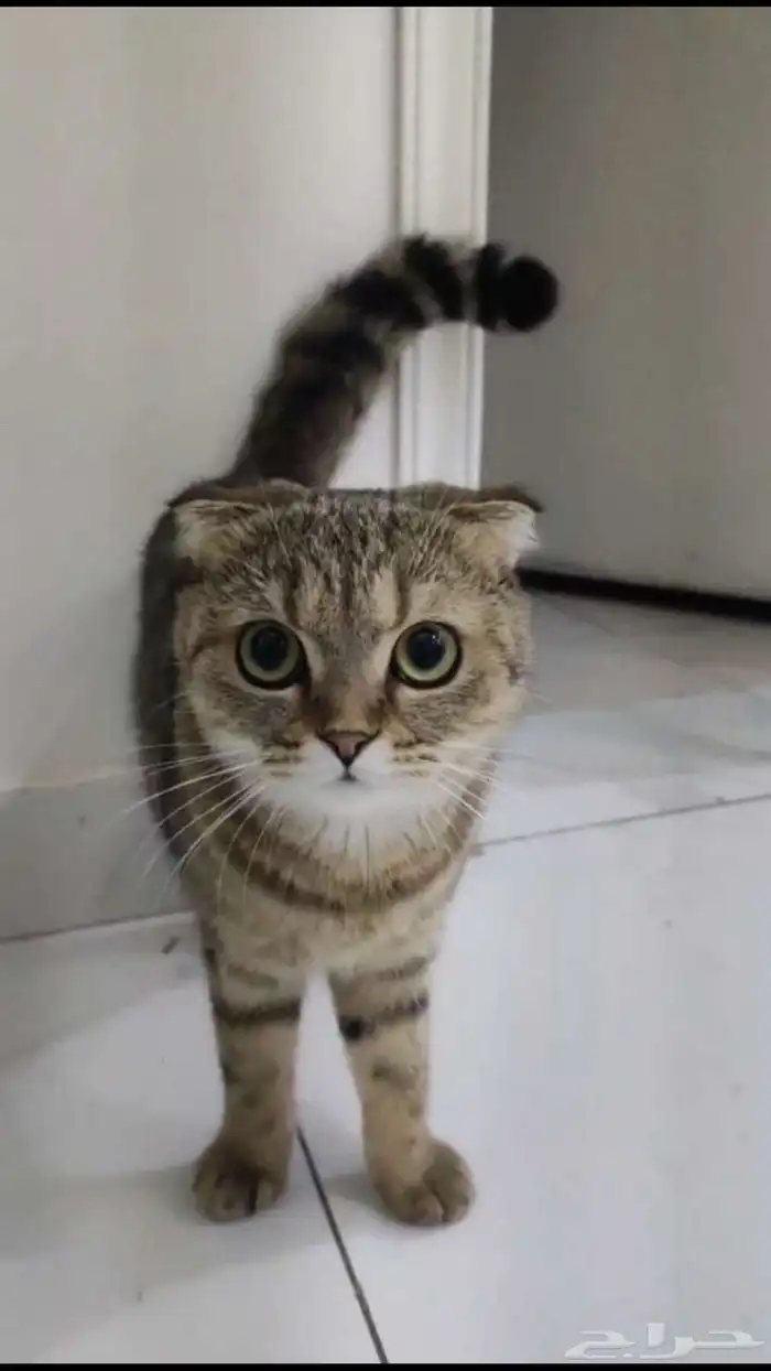 قطة أنثى سكوتش فولد للتبني 1