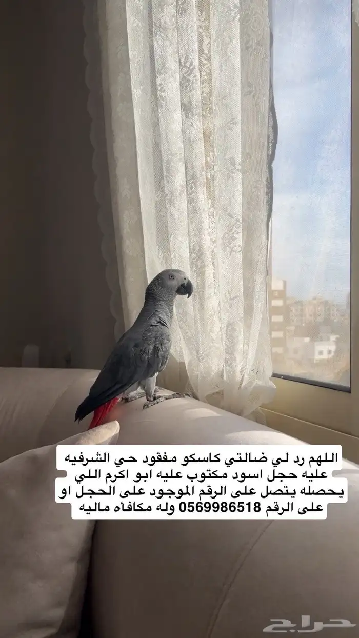 كاسكو مفقود 0