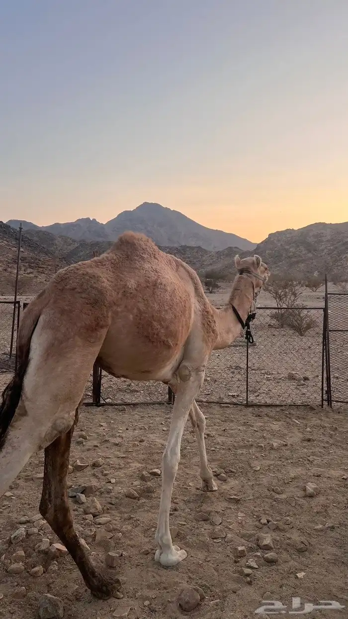 قعود السن لقي طابع اشداد شرط الاب خطير بن قويني الام مهجنه 0