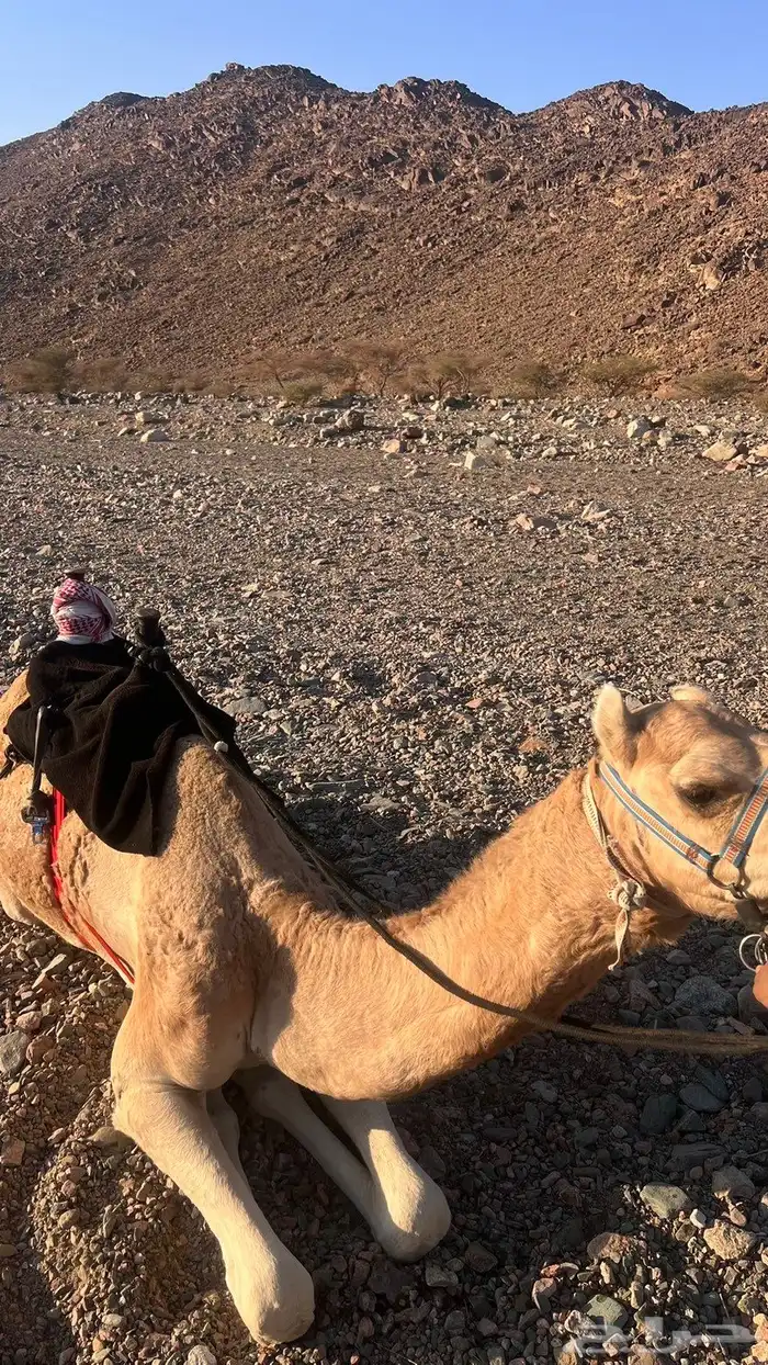 قعود السن لقي طابع اشداد شرط الاب خطير بن قويني الام مهجنه 1