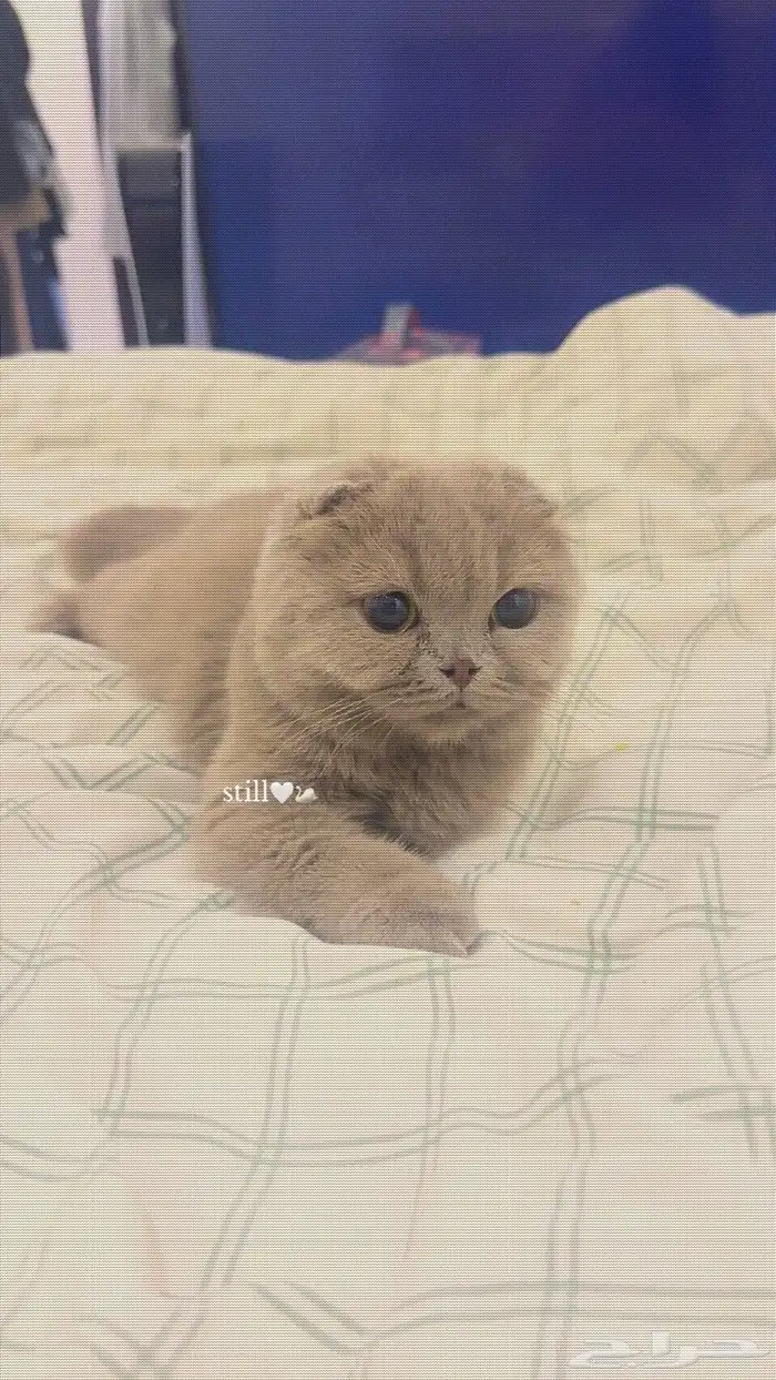 قطة سكوتش فولد تربل مستوى عالي جدا 0