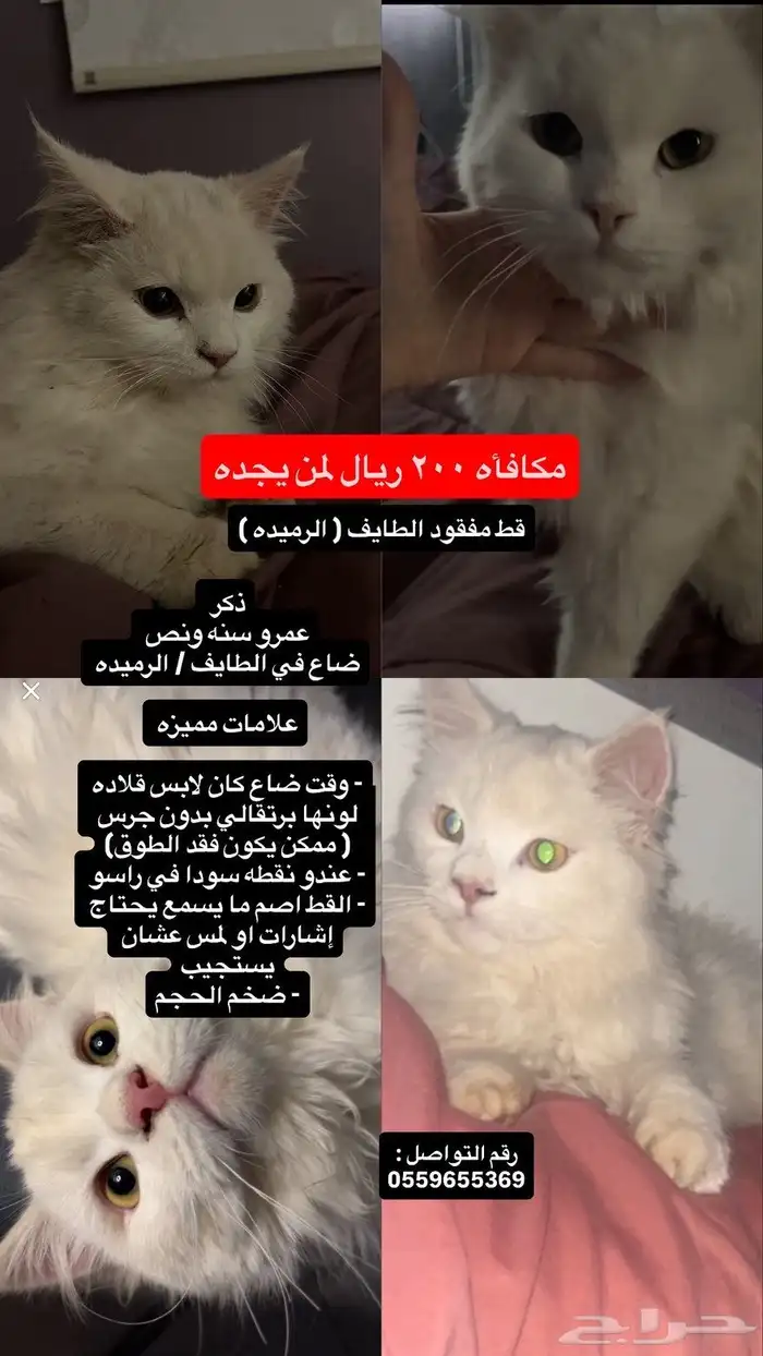 اعلان قط مفقود 0