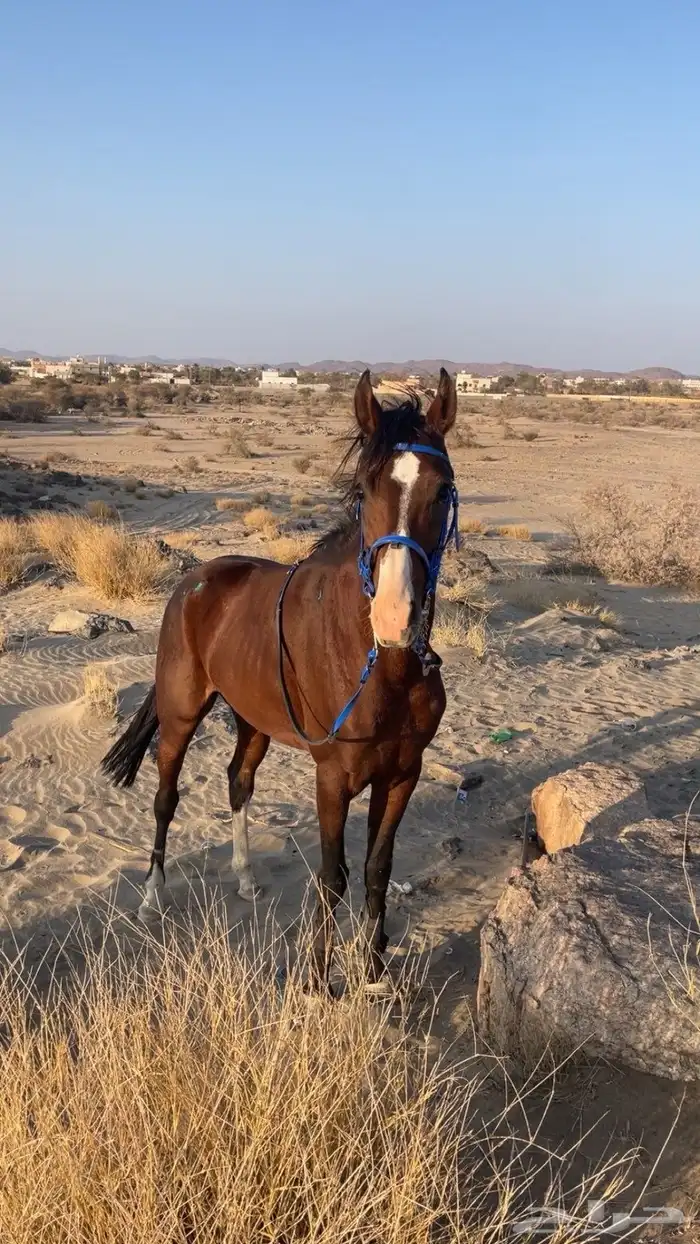 خيل شعبي 0