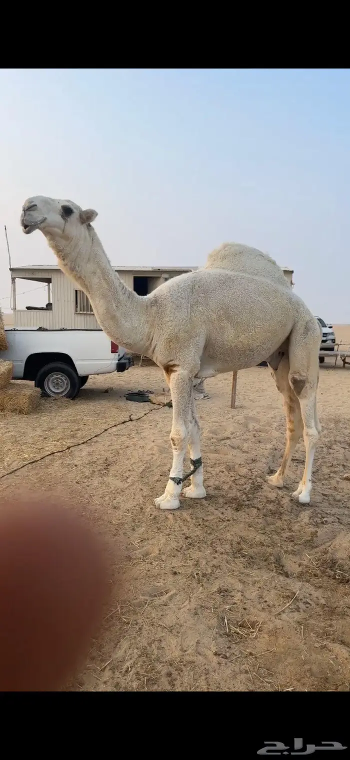 قعود اوضح فحل 1