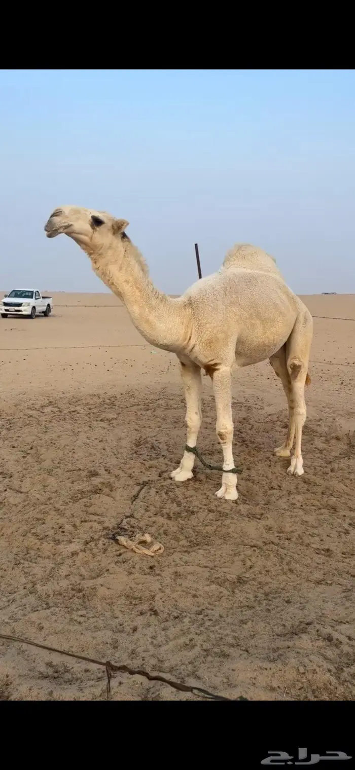 قعود اوضح فحل 0