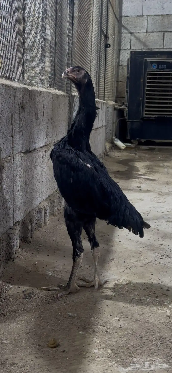 فرخة شامو الماني هزاز 1