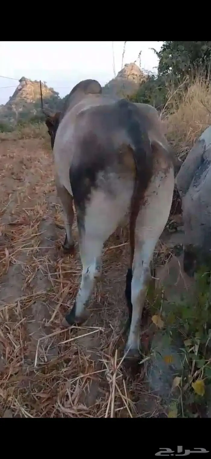 ثور للبيع 0