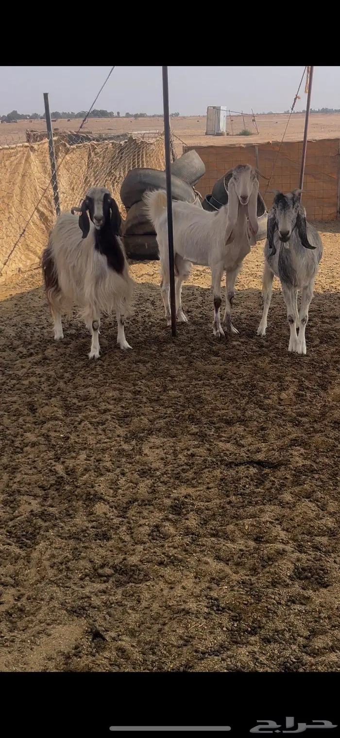 معزا دفع ومضاريع 1