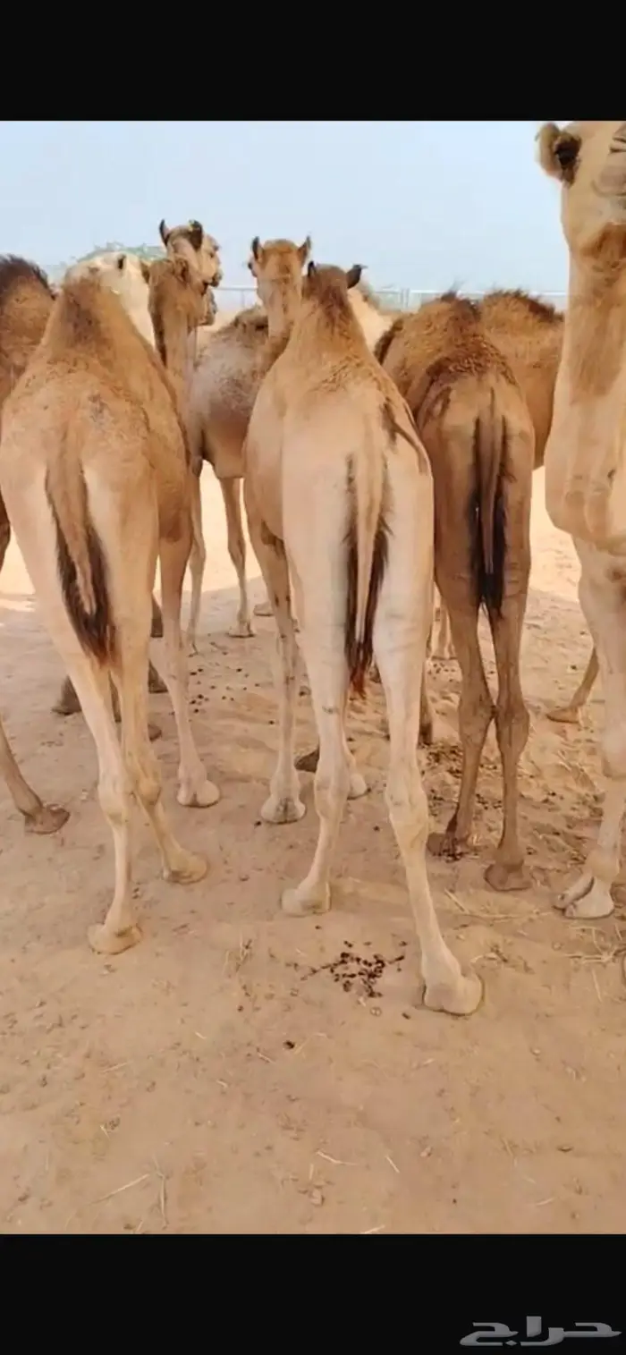 عروض القعدان مستمرة.. الكمية محدودة 1