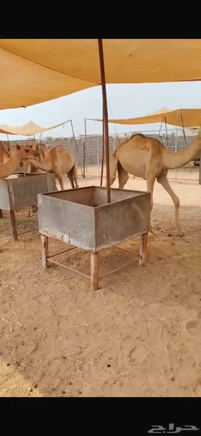 عروض القعدان مستمرة.. الكمية محدودة 3