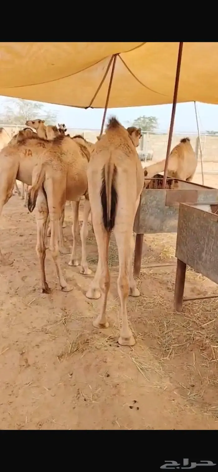 عروض القعدان مستمرة.. الكمية محدودة 4