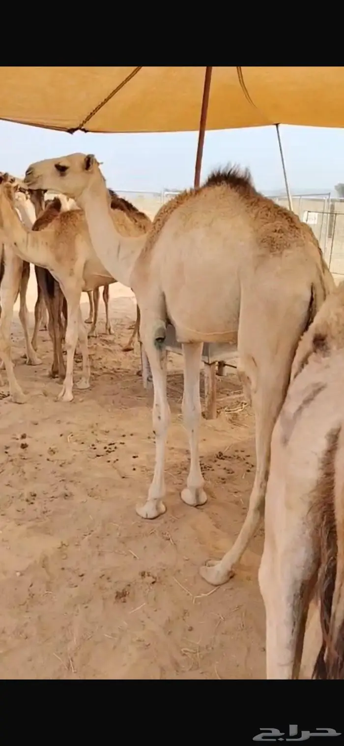 عروض القعدان مستمرة.. الكمية محدودة 0