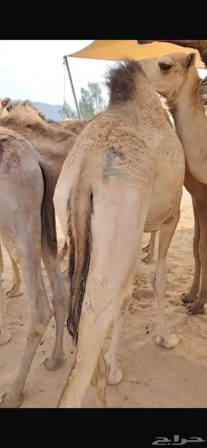 عروض القعدان مستمرة.. الكمية محدودة 2