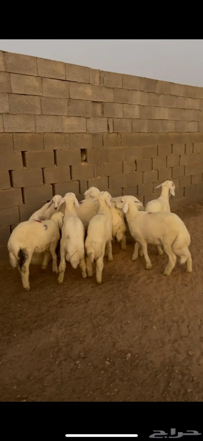 خرفان حري 10 0