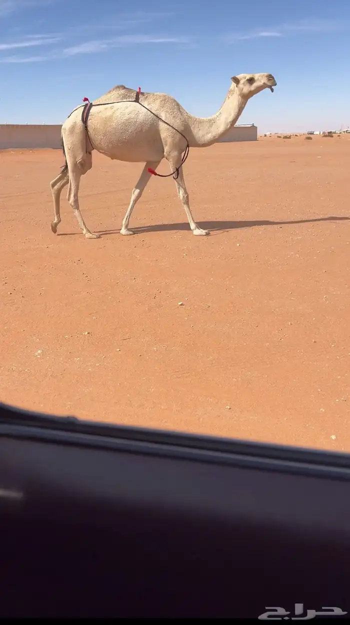 عشرا تحتها بكره للبيع 0