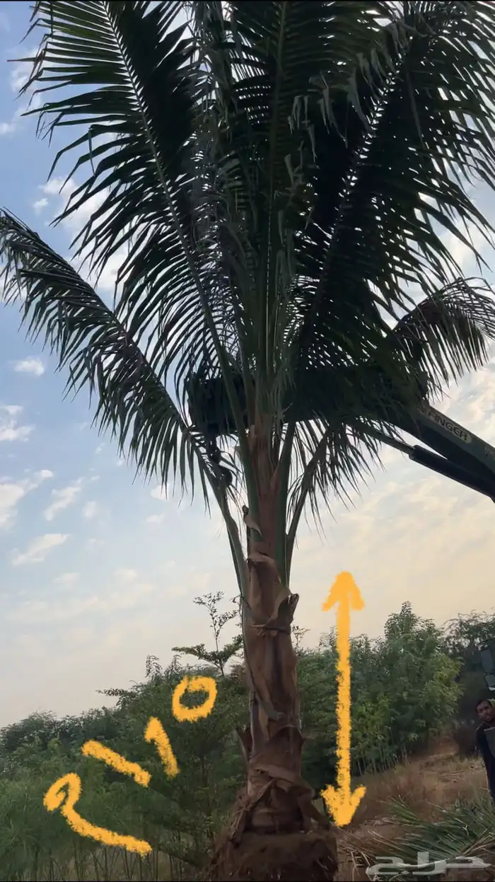 نخل واشنطنيا زينه وملوكي وجوز الهند 0