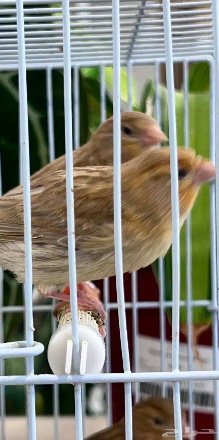 4 فروخ كناري ( تم البيع ) 7
