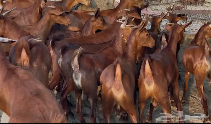 معزا دهم صنف ماشاء الله 7