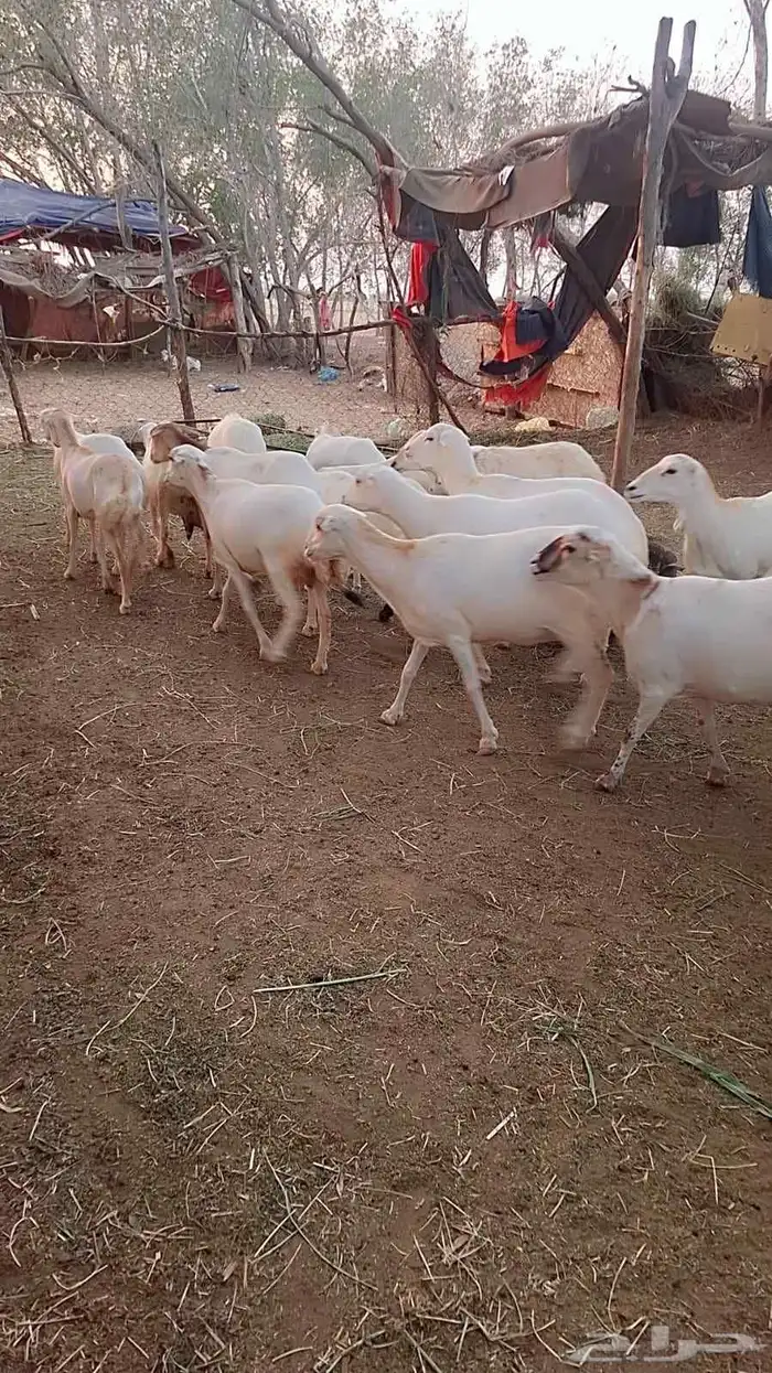 ضان رفيديات قرايب دفيع على شرط فحص سونار لعدد80راس مراح واحد 5