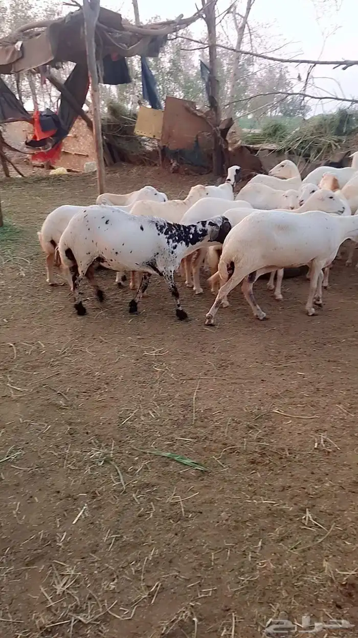 ضان رفيديات قرايب دفيع على شرط فحص سونار لعدد80راس مراح واحد 3