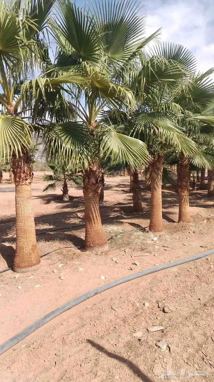 اشجار زيتون مثمر جميع المقاسات 11