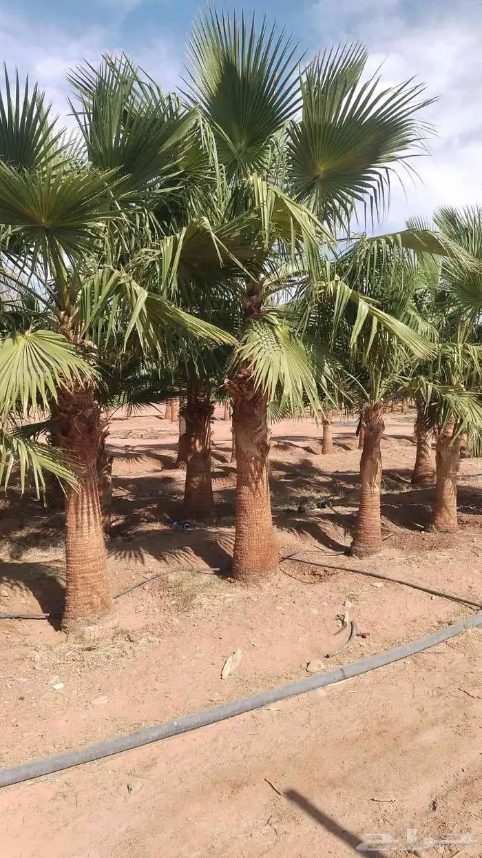 اشجار زيتون مثمر جميع المقاسات 10