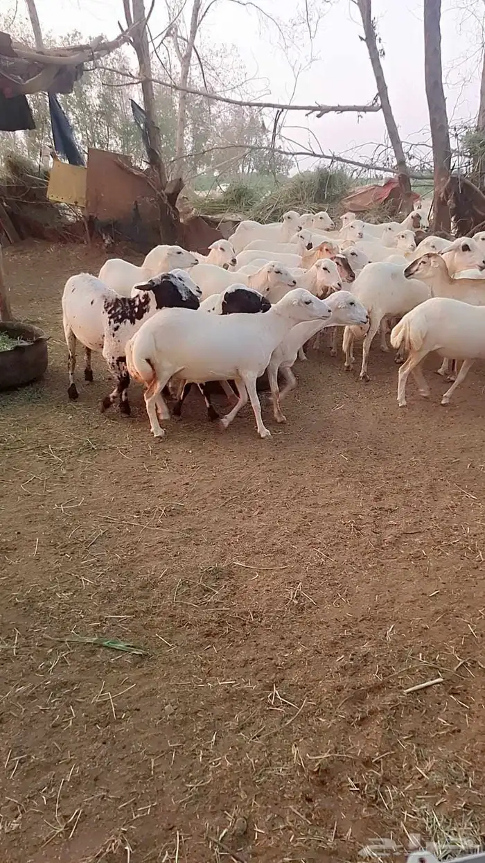 ضان رفيديات قرايب دفيع على شرط فحص سونار لعدد80راس مراح واحد 2