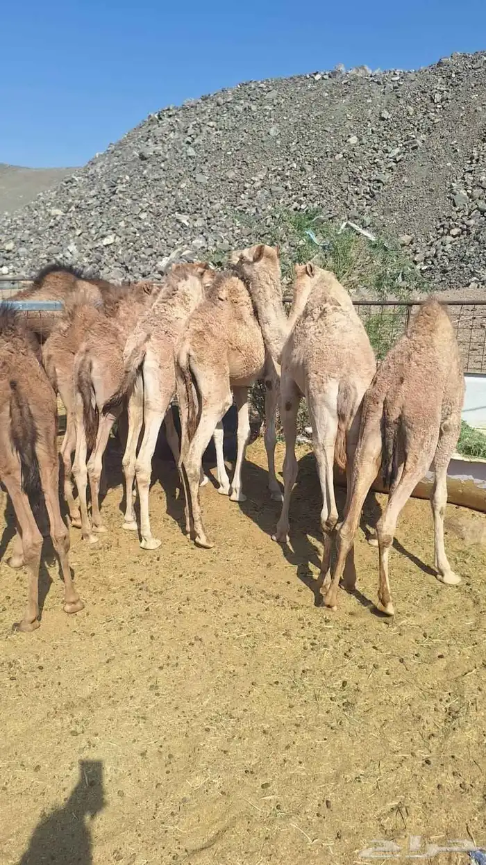 حشو المدينة للبيع 8حشو 2