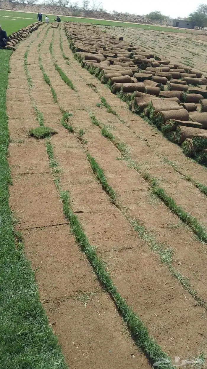 نجيل طبيعي 8