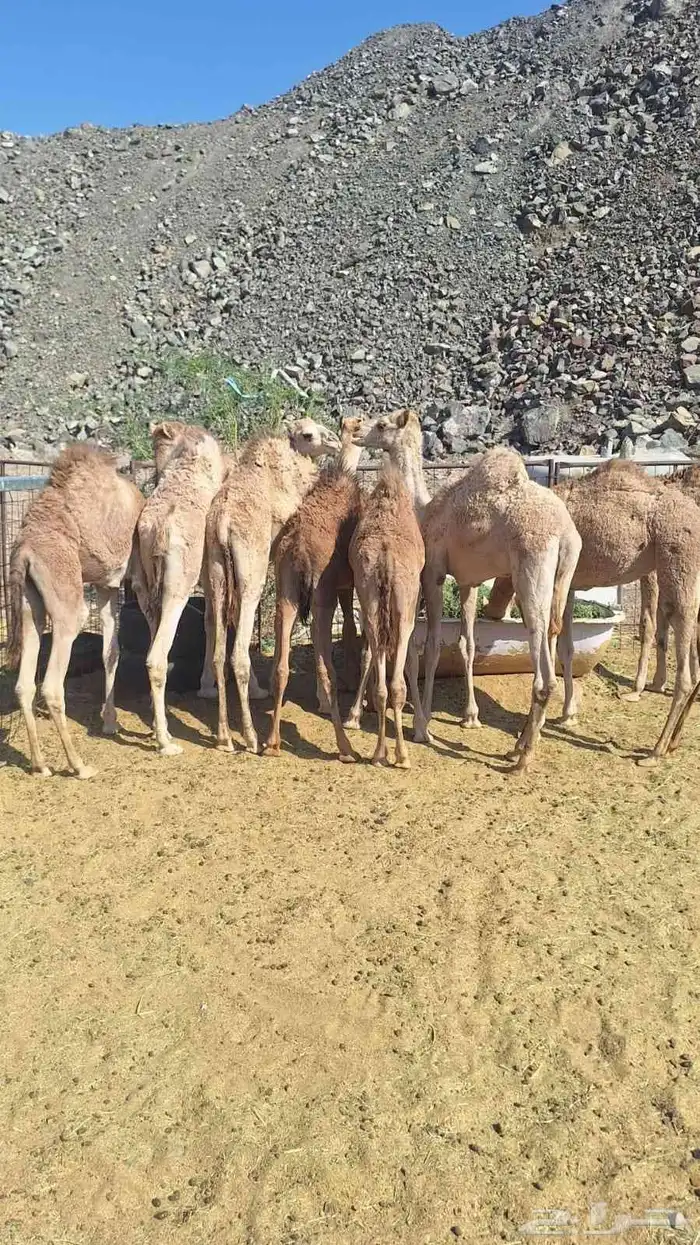 حشو المدينة للبيع 8حشو 3