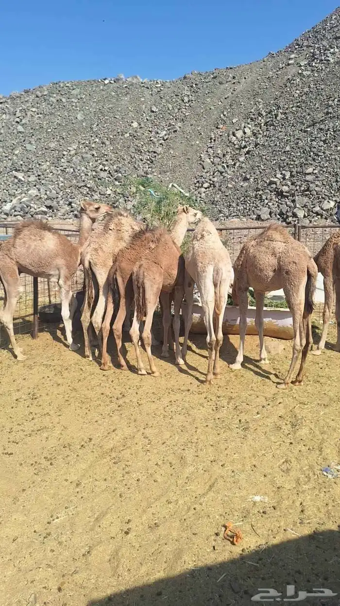 حشو المدينة للبيع 8حشو 1