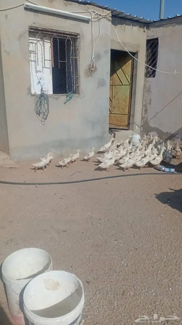 صوص   بط بكيني 0