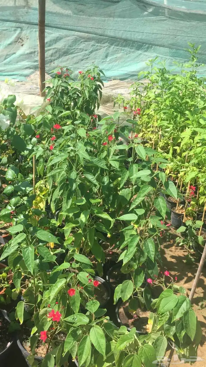 مشاتل الدمام للتنسيق الحدائق قمه في الابداع 6