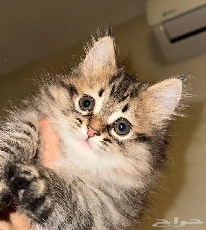 قط صغير للتبني 0