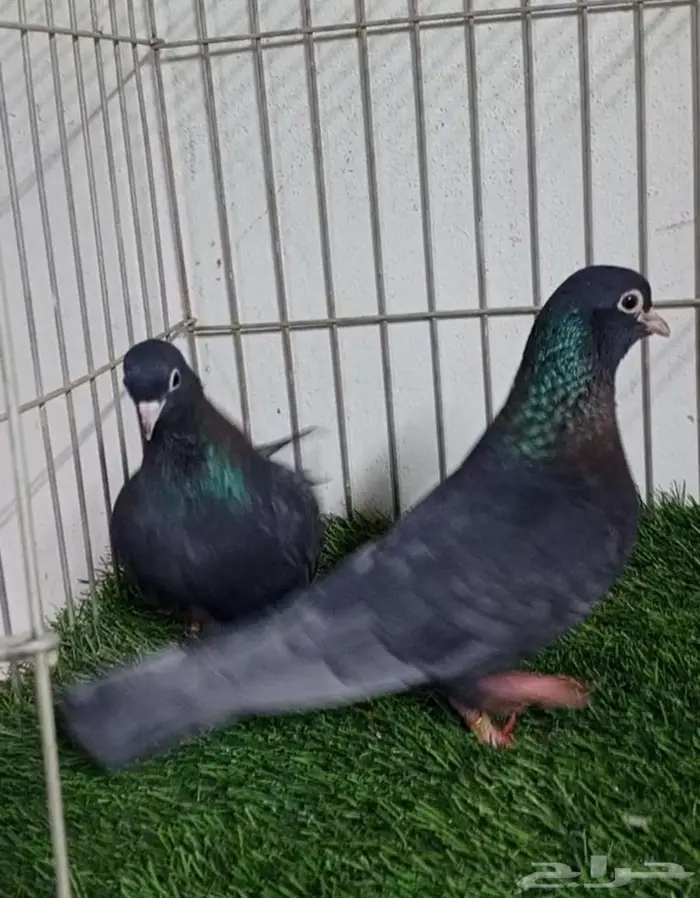 حمام صنعاني اندنيشن 1