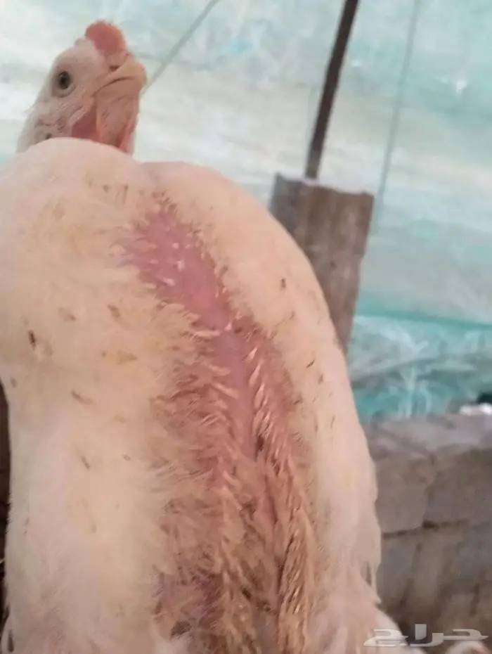 دجاج للاحم 15 ريال مذبوح 5