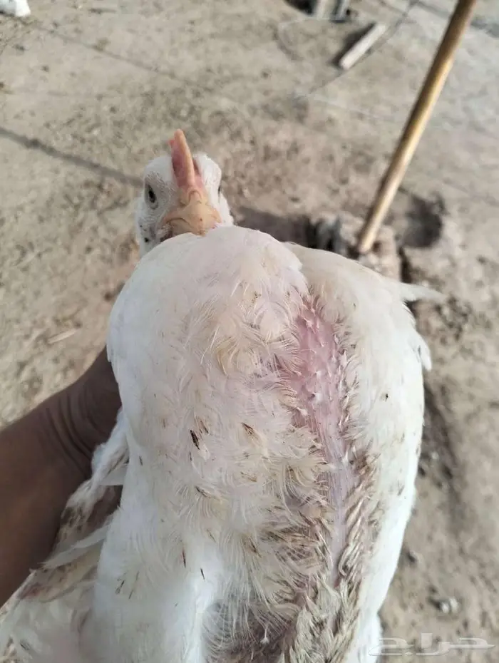 دجاج للاحم 15 ريال مذبوح 8