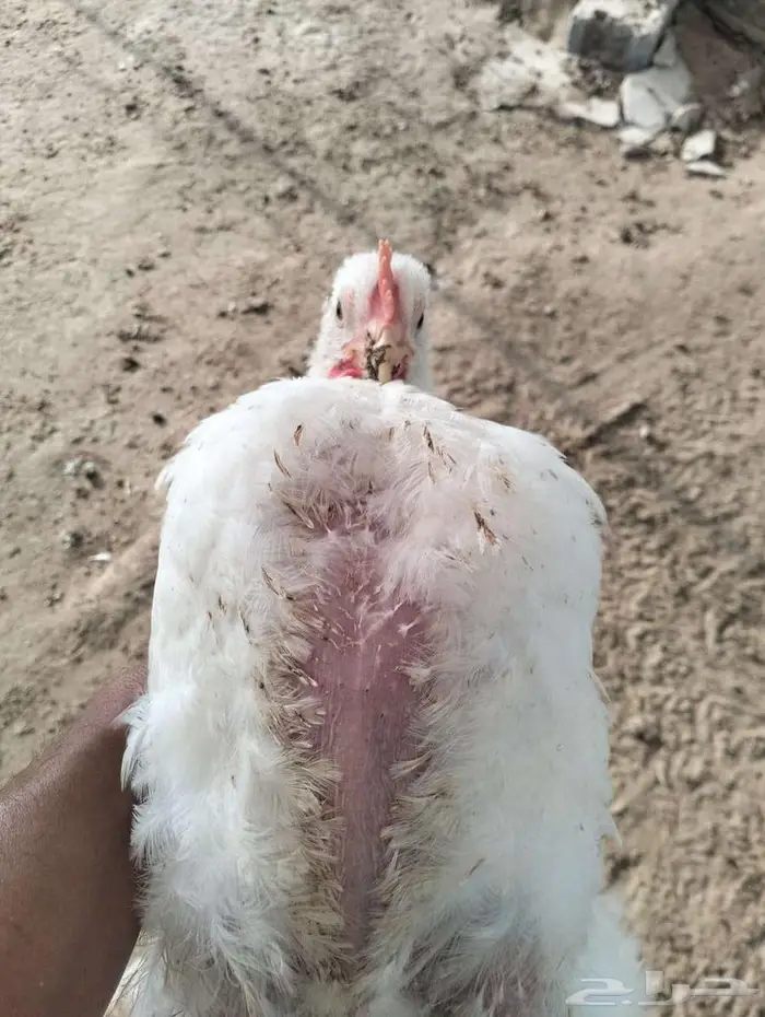 دجاج للاحم 15 ريال مذبوح 7