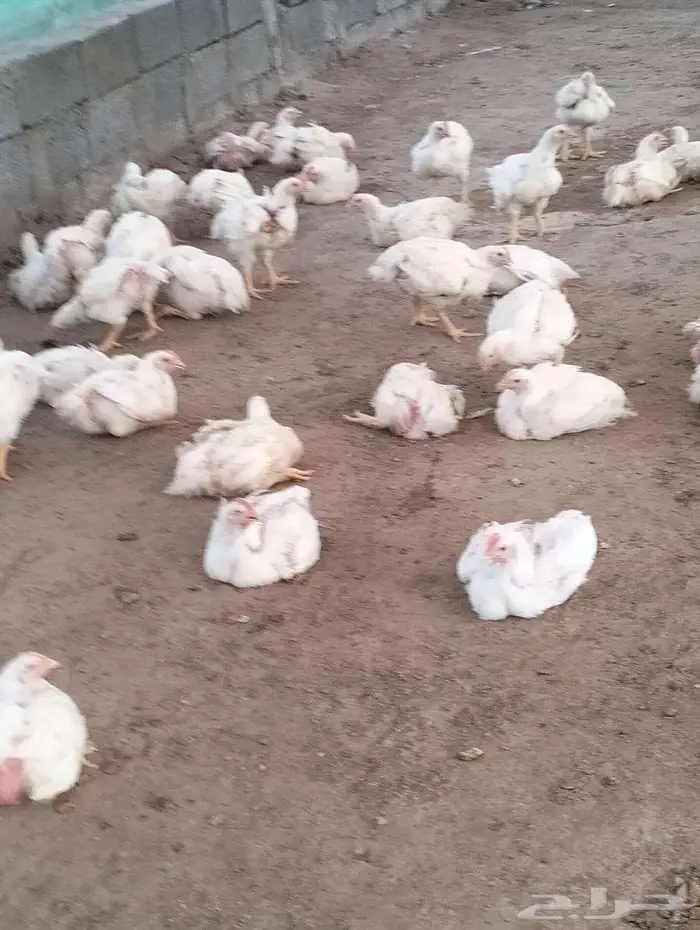دجاج للاحم 15 ريال مذبوح 1