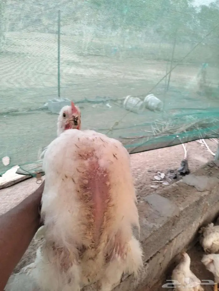 دجاج للاحم 15 ريال مذبوح 3