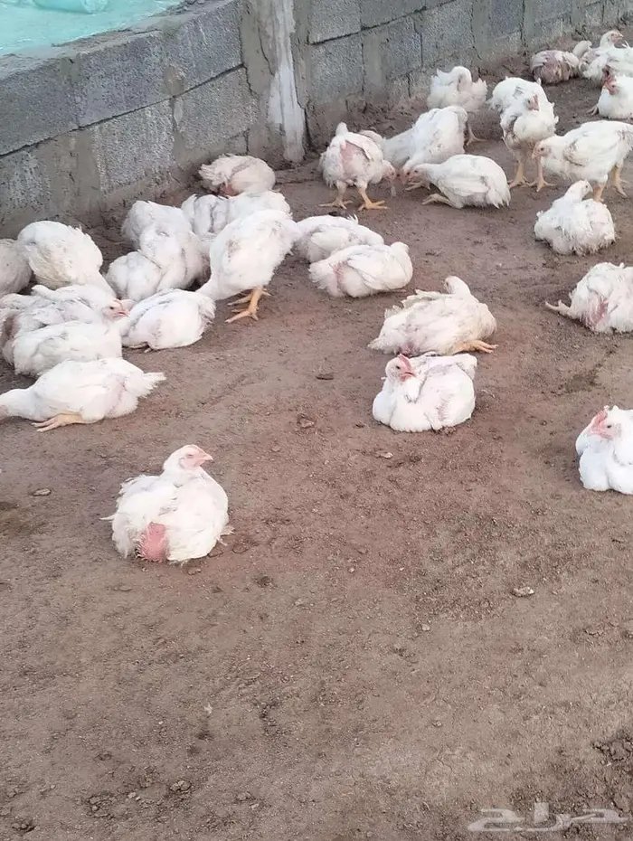 دجاج للاحم 15 ريال مذبوح 6