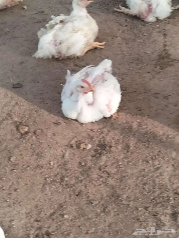 دجاج للاحم 15 ريال مذبوح 4