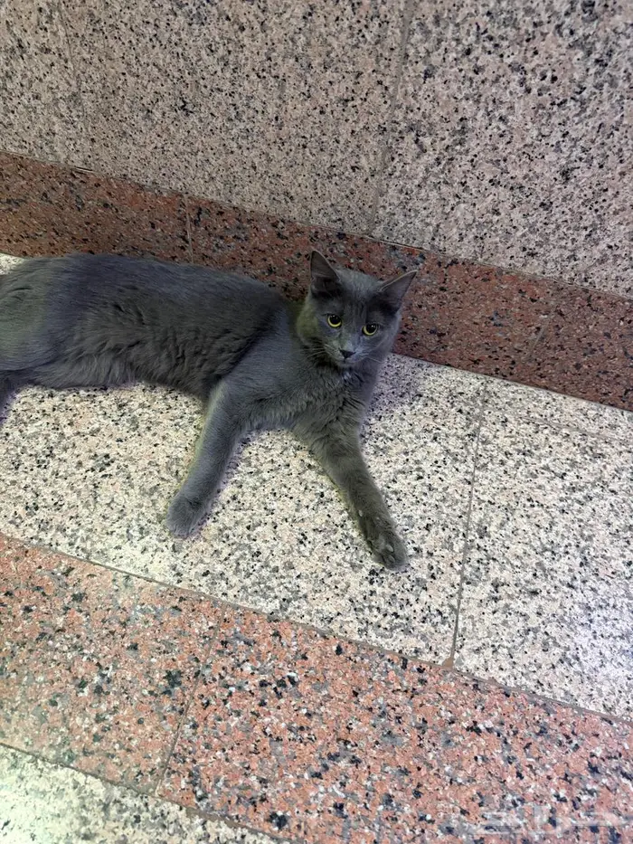 بسة رصاصية للتبني 0