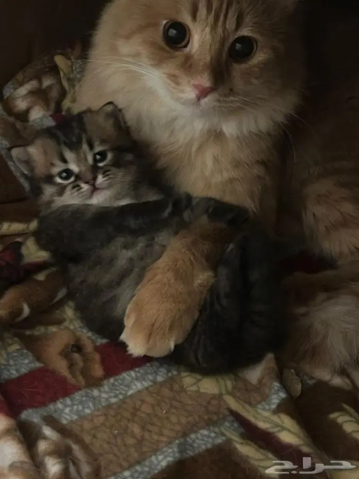 قط صغير للتبني 1