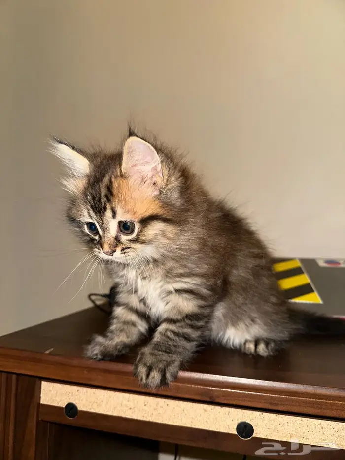 قط صغير للتبني 3