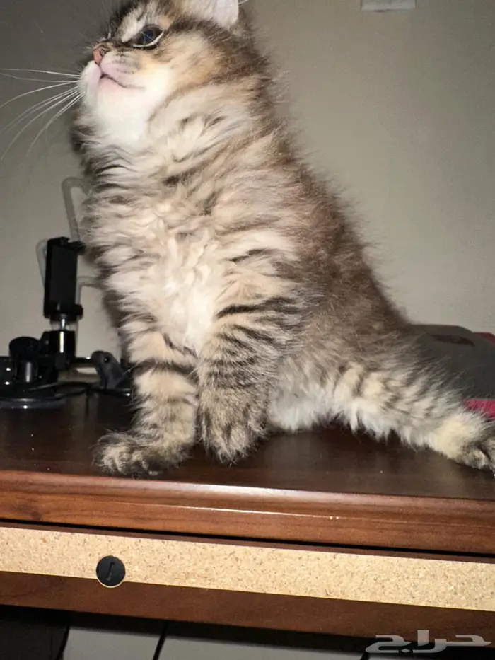 قط صغير للتبني 4