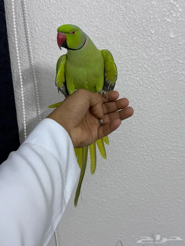 ذكر دره حجم جامبو 1