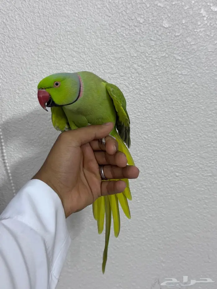 ذكر دره حجم جامبو 2